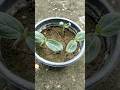 How To Germinate Bottle Gourd Seeds Shorts