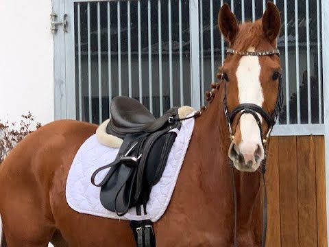 ZOOM“S ZAUBERMAUS 5j. v. Zoom - Soliman du Hus VB 15.000,- Euro