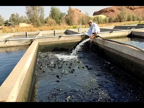 , title : 'كيفيه مشروع الأسماك في مزرعة ابو رائد'