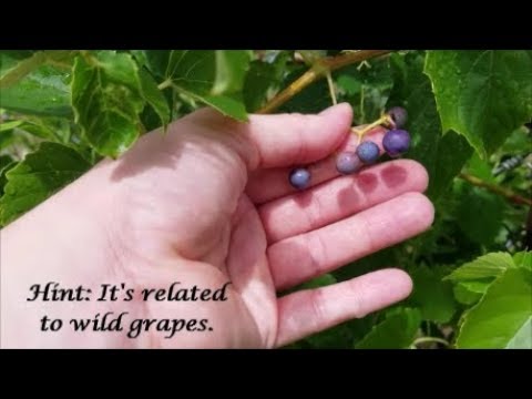 download lagu mp3 mp4 Ampelopsis Brevipedunculata Porcelain Berry, download lagu Ampelopsis Brevipedunculata Porcelain Berry gratis, unduh video klip Ampelopsis Brevipedunculata Porcelain Berry