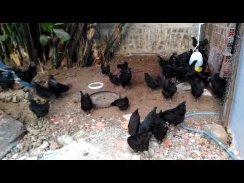 , title : 'Gà #Araucana đẻ trứng xanh ở phố núi Pleiku, Gia Lai (#Araucana chicken lays green eggs in Pleiku)'