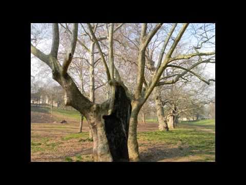 Homo Radix | La Valle dei Platani, Roma