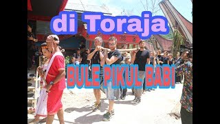 preview picture of video 'Keren, Bule Pikul Babi di Toraja'