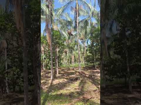 Açaí do Amazonas(E.precatoria) de Codajás, p mudas Zap d Joacy+55 92 99512-9402