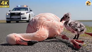 This Is Not Real Footage — An AI Story About Helping Animals Safely