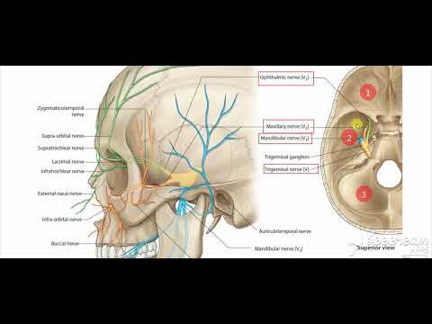 Maxillary nerve
