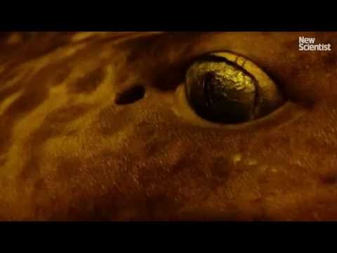 World's oldest vertebrate is a shark that may live to 500