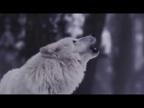 Wieczny Las - Sebastian Makowski