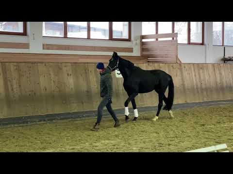 Stute v  Floricello x San Amour*2017   HD 720p