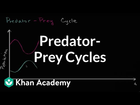 Predator prey cycle | Ecology | Khan Academy