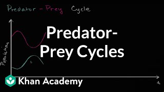 Predator prey cycle | Ecology | Khan Academy