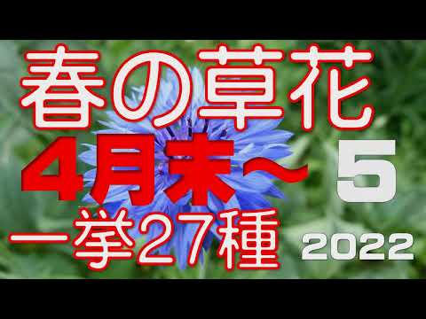 司教の雑草 植物