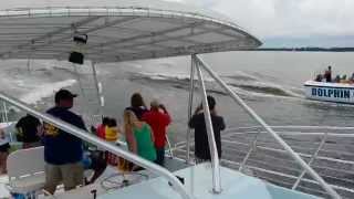 preview picture of video 'Dolphin Tour - First Encounter -- Orange Beach, AL'