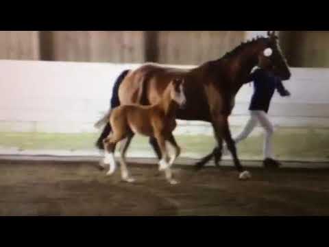 SF v. Benicio-Antango-Fidermark zu verk.