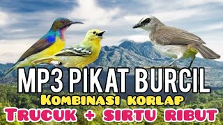 Download lagu MP3 pikat Burcil Kombinasi Korlap Ribut,trucuk dan sirtu Ribut mp3