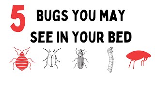 5 Kinds of Bugs That Can Be In Your Bed 😅