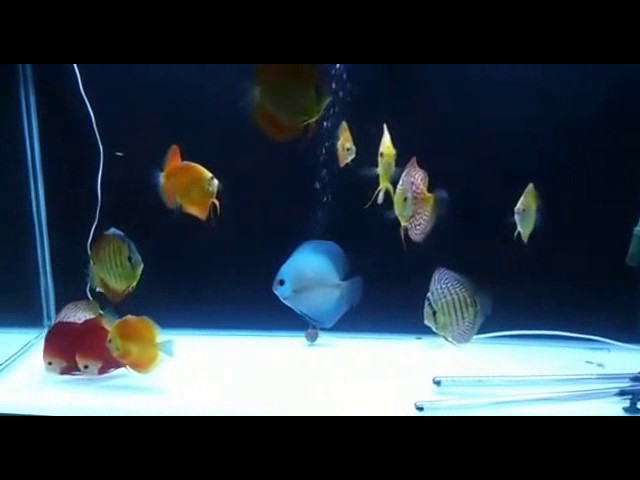 Bare bottom Discus fish tank