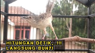 Download lagu Pancingan Cigun Bahan Agar Bunyi Langsung Ngebren Paling Ampuh mp3