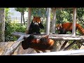 In this video,you can clearly hear the voice of Red Panda during the fight.