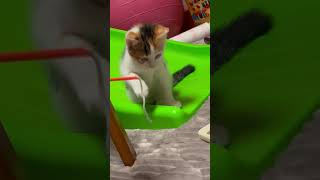 我が家に子猫がやってきた！ #里親　#里子　#猫