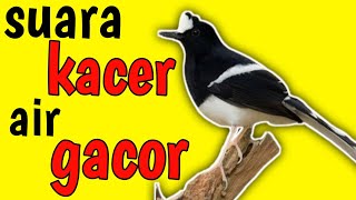 Download lagu kacer air gacor full masteran buka paruh terbaru mp3