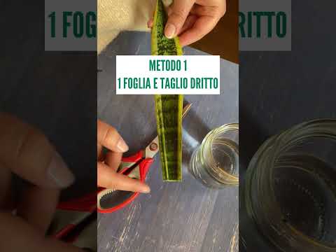 HOW TO MULTIPLY SANSEVIERIA