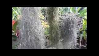 Tips: How to Care Spanish Moss ( Tillandsia Usneoides )