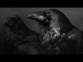 Raventale - My Birds Of Misfortune 
