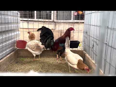 Kelso sycamore valley . Gallinas Blueface 1/2 asil iron creek 🔥