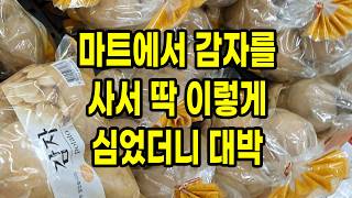 마트에서 감자를 사서 딱 이렇게 심었더니 대박