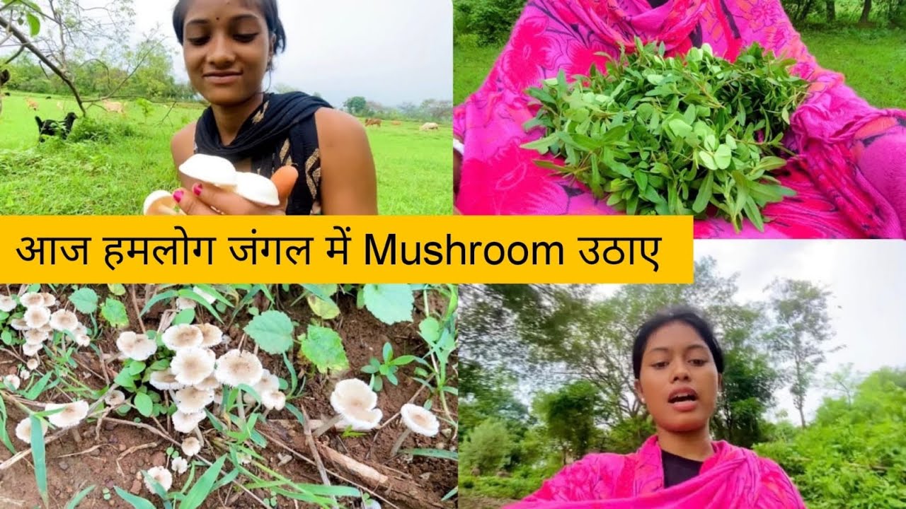 आज हमलोग जंगलमें Mushroom उठाये 🍄|| Hum Aur Lipsha Mushroom Uthane Gaye Jungle ||