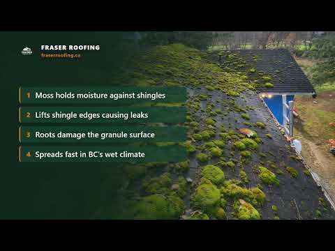 Why Moss Destroys Your Roof (BC Homeowners)