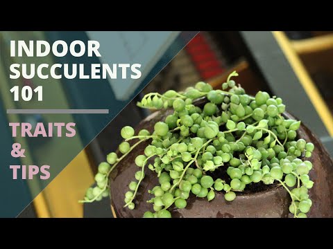 Indoor Succulents 101 -  Care Tips & Unique Traits
