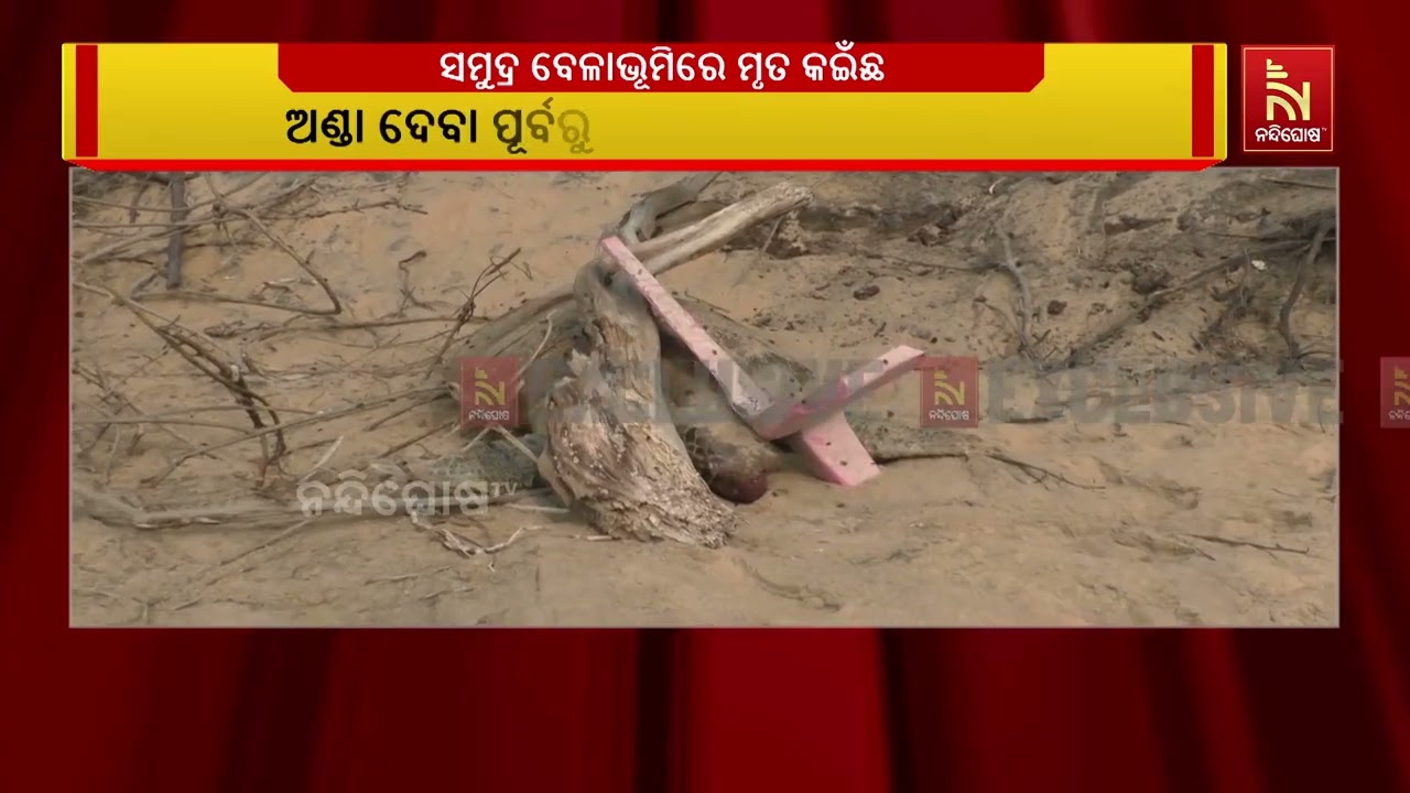 ସମୂହ ଅଣ୍ଡାଦାନ ଅପେକ୍ଷାରେ ଅଲିଭି ରିଡିଲେ ମା କଇଁଛ, କିନ୍ତୁ