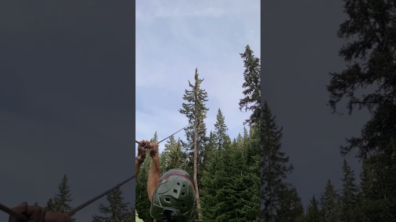 Project Yeoman - Hazard Tree Removal