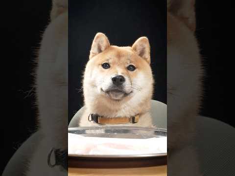 柴犬、初めて鯛を食う。#shibainu
