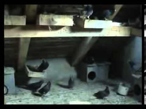 Teša i Čergar preuzimaju Ognjenove golubove. Pančevo 2012. (treci deo)