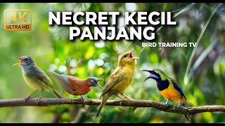 Download lagu 🔴 Tembakan Necret Panjang Kolibri Manggar vs Cucak Cungkok Gacor vs Tepus Abu vs Kenari Cililin LB mp3 Download lagu 🔴 Tembakan Necret Panjang Kolibri Manggar vs Cucak Cungkok Gacor vs Tepus Abu vs Kenari Cililin LB mp3