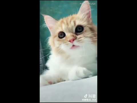 🔔Funny Pet 2019 Tik Tok - Cute Cats and Dogs Videos
