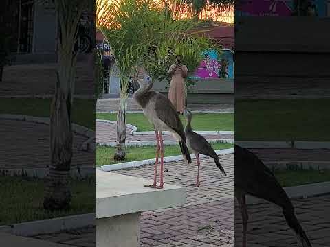Canto da Siriema (ou Seriema) um Show da natureza em Aurilândia-GO.#goiás #brasil