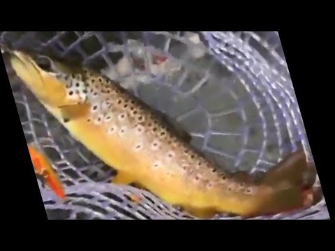 Brown Trout Spin Fishing Facebook Live 🎣 Lyubaka's Baits