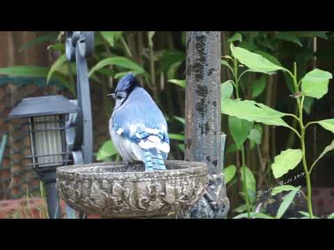 Bluejays, Starlings, bathing time! Doves, squirrel.