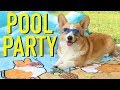 POOL PARTY Topi The Corgi