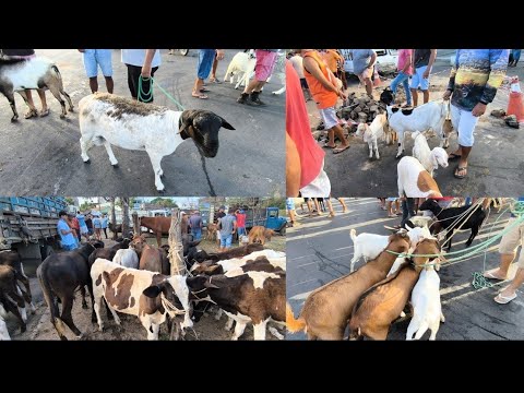 FEIRA DE ANIMAIS DE UMBUZEIRO -PB 13/12/2025
