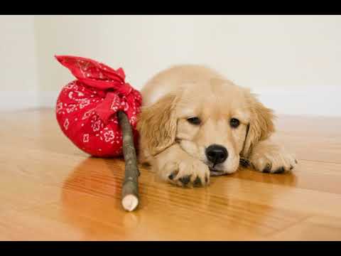 Oxford Suites Chico - Chico (California) - United States