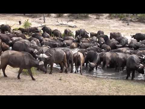 Buffalos   djuma dam cam nov 24 -  2018