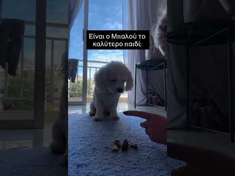 Είναι ο Μπαλού το καλύτερο παιδί; 😍 #κατοικιδια
