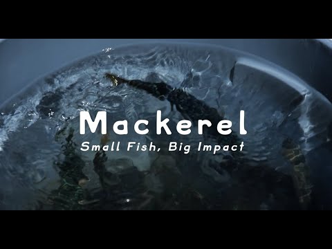 E-Fish Presents: Mackerel