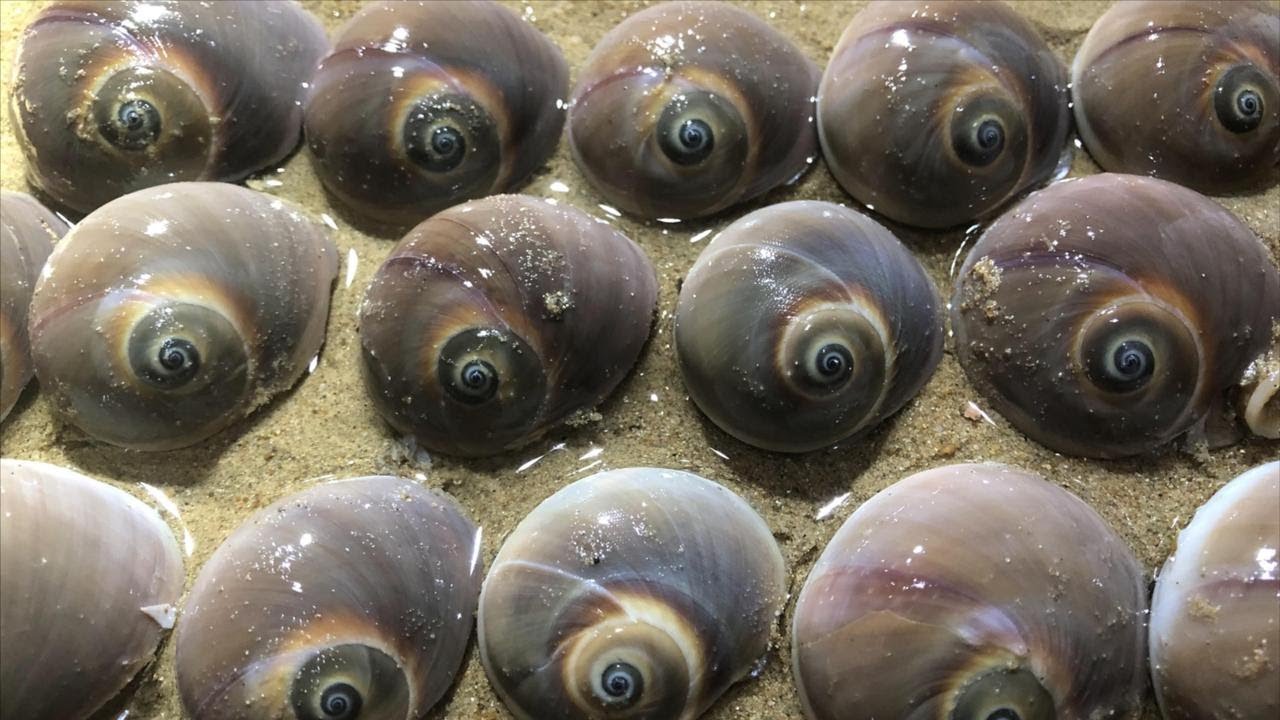 【English sub】小章赶海遇上“聚宝坑”，好多猫眼螺捡不完，还有大长腿章鱼怪【赶海小章】