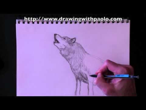 comment colorier un loup